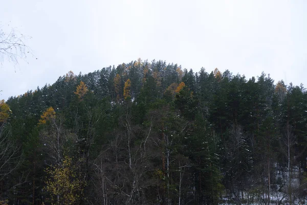 Le sommet de la montagne est recouvert d'arbres verts contre un ciel sans nuages. — Photo