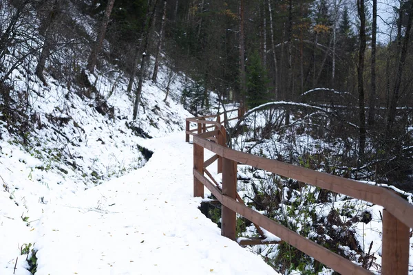 Journée d'hiver dans la forêt enneigée du parc national. — Photo