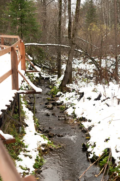 Dia de inverno na floresta coberta de neve do Parque Nacional. — Fotografia de Stock