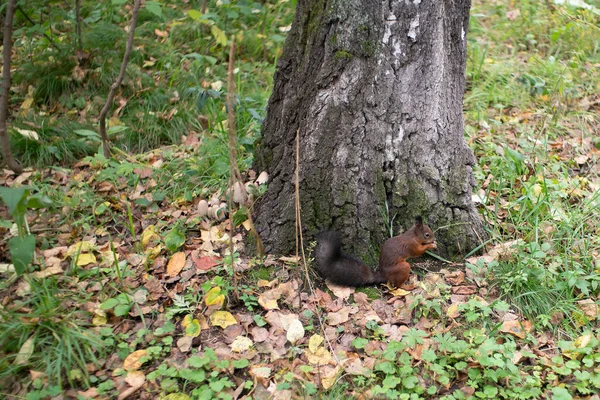 Ein Eichhörnchen frisst Nüsse am Fuß eines Baumes. — Stockfoto