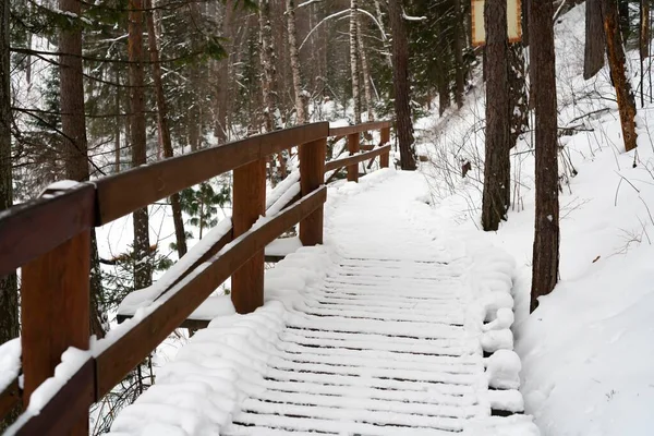 Le sentier en bois avec balustrades et la forêt sont recouverts de neige. — Photo