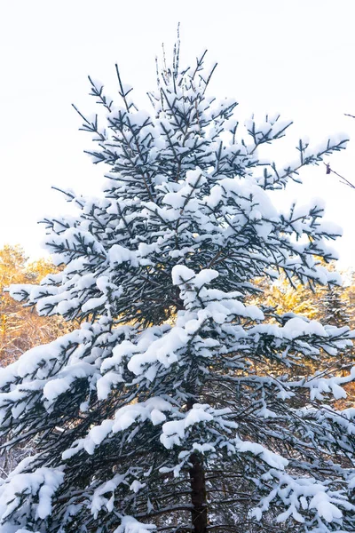 Abete verde sotto lussureggianti fiocchi di neve. Abete rosso primo piano. — Foto Stock