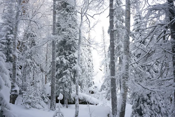 Pins et épinettes dans la neige dans le parc national. — Photo