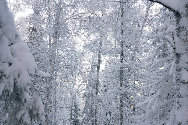 Pino e abete rosso nella neve nel parco nazionale. — Foto Stock