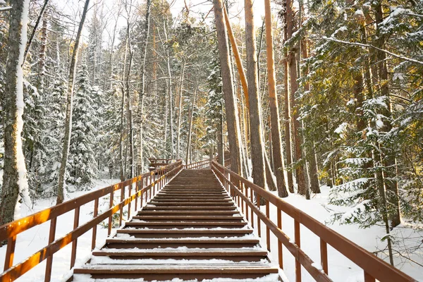 Escalier en bois recouvert de neige dans la forêt. — Photo