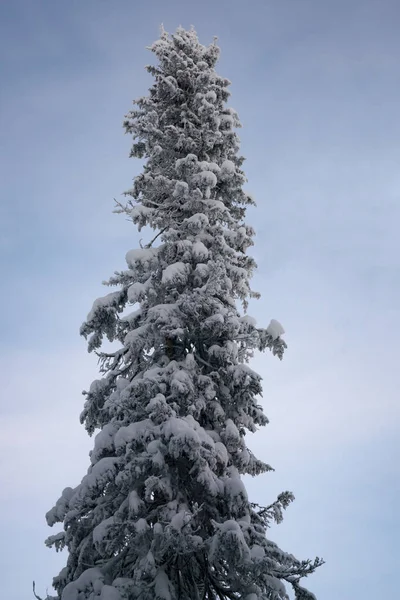 Abete rosso alto nella neve. — Foto Stock