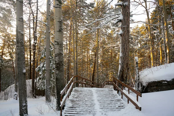 Escalier en bois recouvert de neige dans la forêt. — Photo