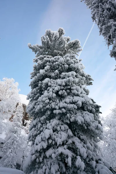 Schlanke hohe Fichte im Schnee. — Stockfoto