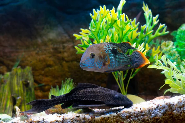 Colored fish in a lighted aquarium.