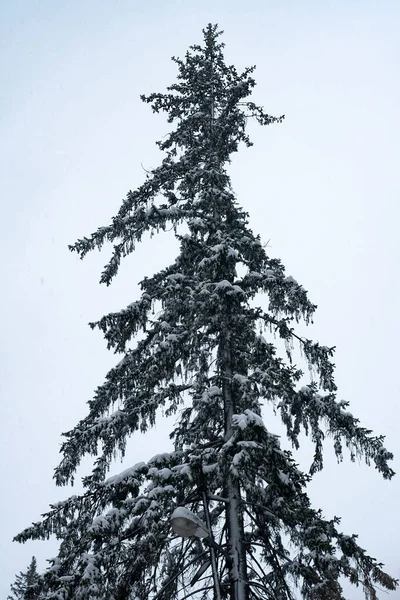 Alto abete rosso sottile sotto la neve contro il cielo blu. — Foto Stock