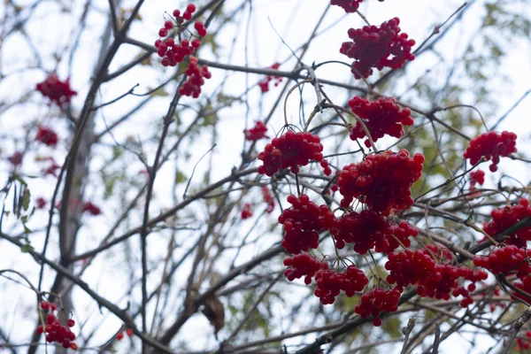 Ranetki mûr rouge sur les branches d'arbres en automne. — Photo