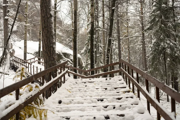 Long escalier en bois dans le parc national. — Photo