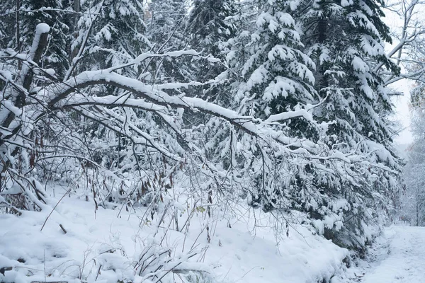 Arbustes et arbres tombés dans une forêt d'épinettes sous la neige. — Photo