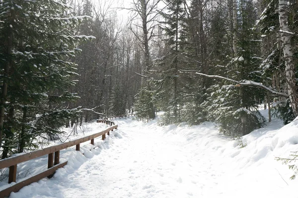 Uma escadaria no meio da floresta coberta de neve no inverno. — Fotografia de Stock
