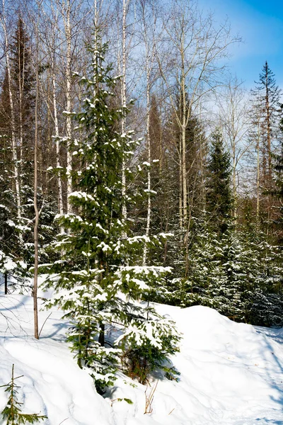 Jeunes épinettes vertes et bouleaux nus sous des flocons de neige. — Photo