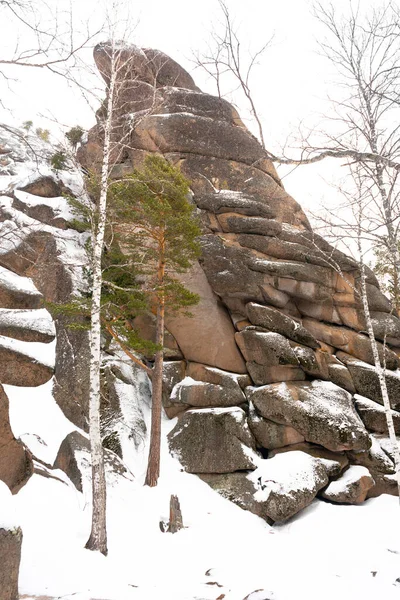 Verschneite Gegend mit vielen Bäumen am Fuße der Klippe. — Stockfoto