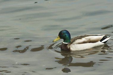 Yalnız Drake nehirde yüzer..