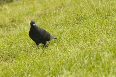 Çimlere bakan siyah bir güvercin.
