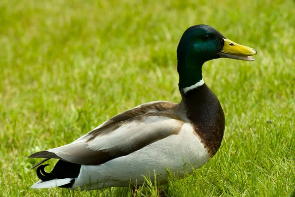 A lonely drake on a grassy shore with an open beak. — Stock Photo, Image