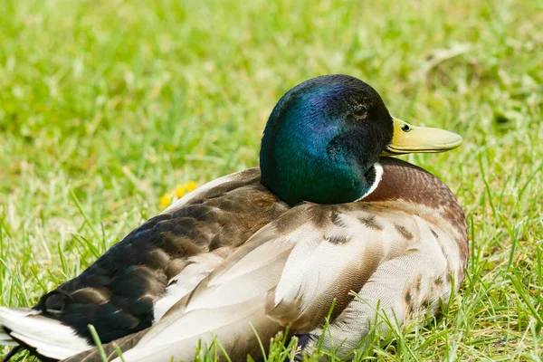 En ensam drake på den gräsbevuxna stranden som trycker på halsen.. — Stockfoto