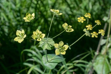 İnce saplı beş yapraklı çiçekli bir bitki..