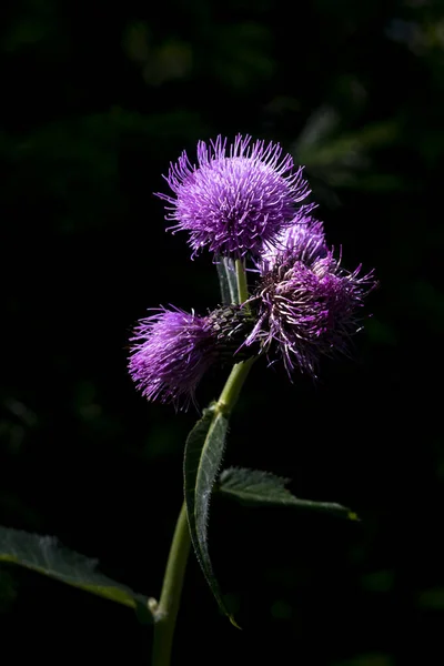 Bright purple flower on a dark background. — Stock Photo, Image
