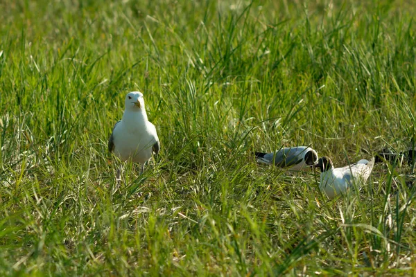 Güneşli bir günde yeşil çimlerde beyaz kuşlar. — Stok fotoğraf
