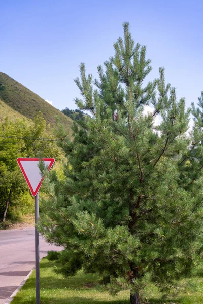 Cedro jovem crescendo ao lado da estrada. — Fotografia de Stock