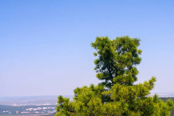 O topo de uma árvore de cedro com agulhas exuberantes e cones contra o céu azul. — Fotografia de Stock