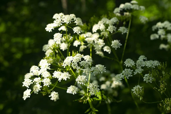 花一种植物，有五棵叶状花在一根细茎上. — 图库照片