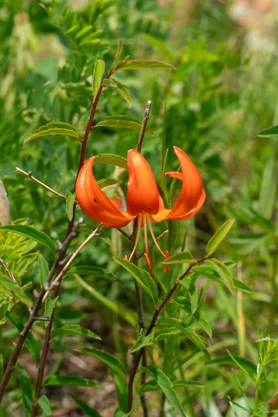 Yeşil arka planda uzun boylu parlak turuncu çiçek..