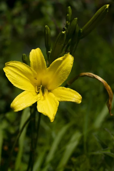 Jasnożółty kwiat z długimi łodygami na zielonym tle. — Zdjęcie stockowe