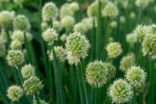 Green flowers of onions growing in the garden. — Stock Photo, Image