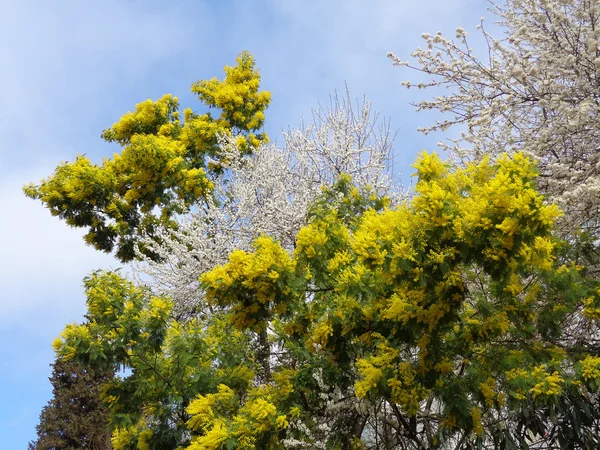 Blooming mimosa and fruit trees — Stock Photo, Image