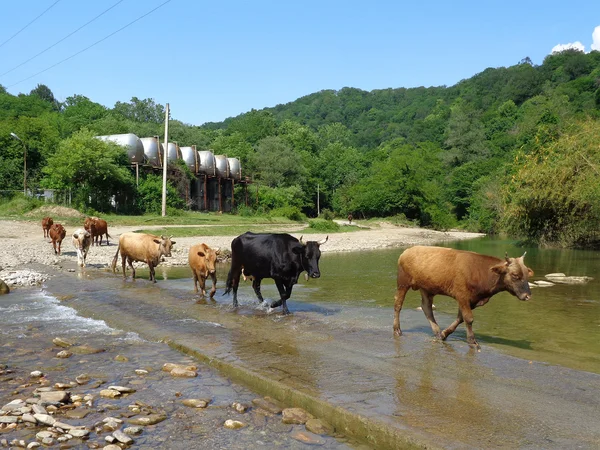 Troupeau de vaches traversant la rivière — Photo