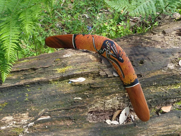 Бумеранг на упавшем дереве в лесу Стоковое Фото