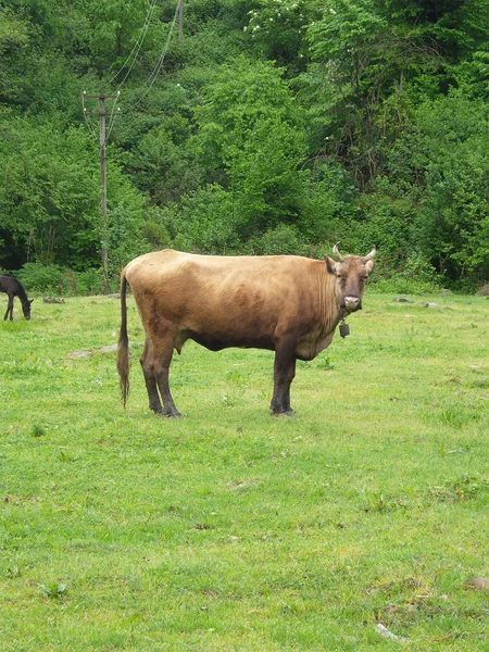 Vaca no prado verde perto da floresta — Fotografia de Stock