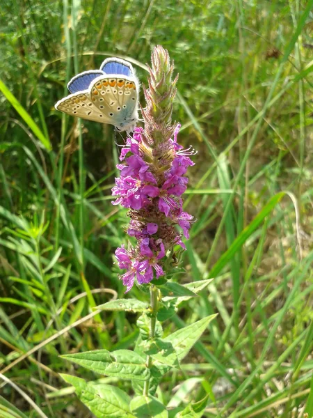 Mariposa recolectando néctar, flor silvestre, prado soleado — Foto de Stock