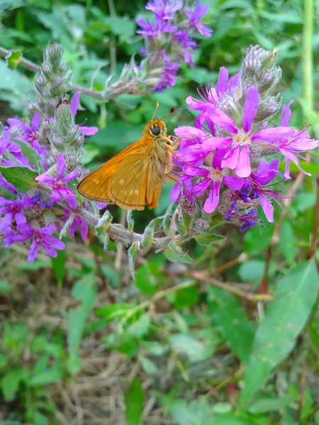 Orangefarbener Schmetterling auf einer rosa Wildblume — Stockfoto