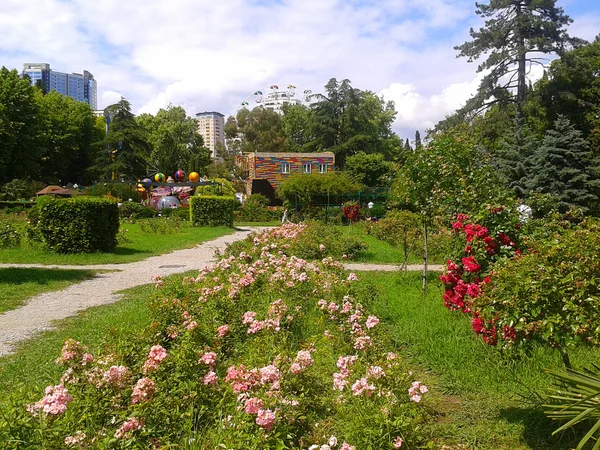 Bahçe Park Riviera, Sochi resort, Rusya gül — Stok fotoğraf