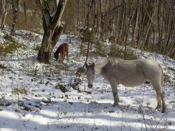 Cheval blanc dans la forêt de neige — Photo