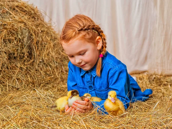 Liten Rödhårig Flicka Med Med Ankungar Stockfoto