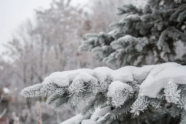 White fur-tree branch with snow — Stock Photo, Image