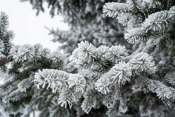 White fir-tree branch with frost - Stock Image — Stock Photo, Image