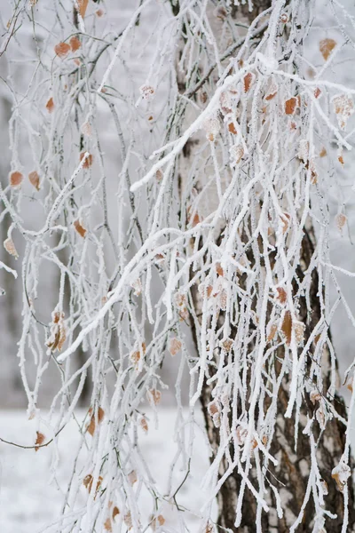 White  birch with branches in snow — Stock Photo, Image