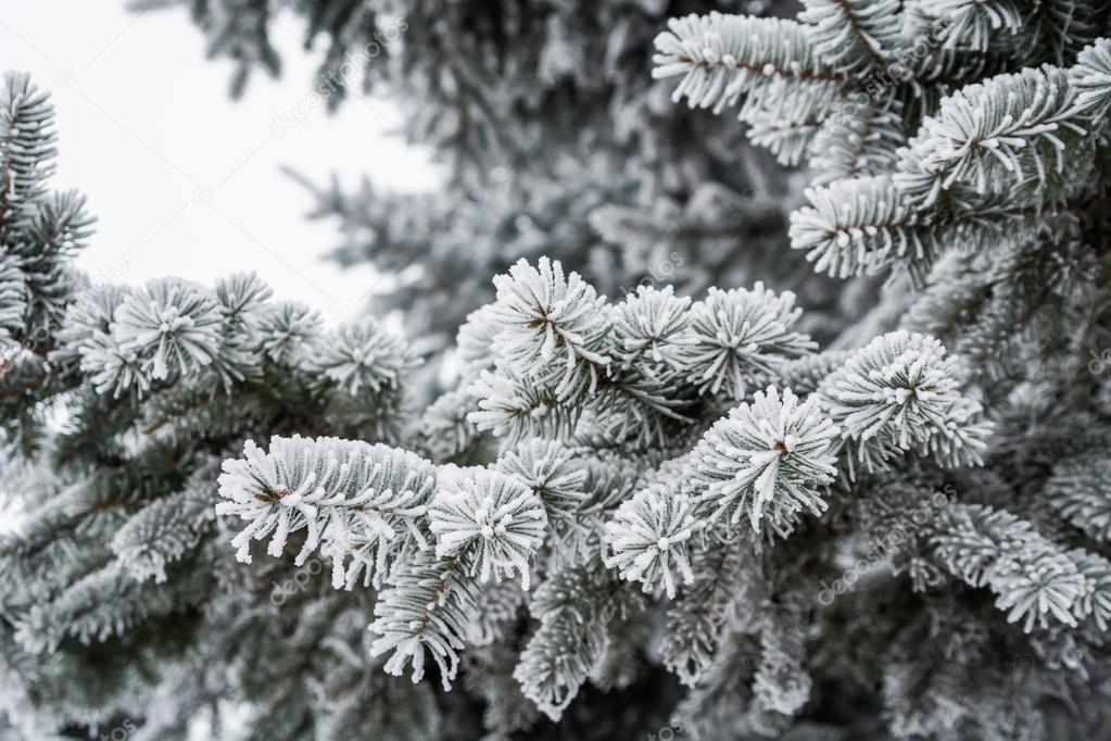 White fir-tree branch with frost - Stock Image