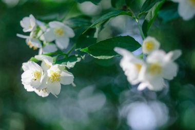 Beyaz yasemin çiçekleri dalda. Yaklaş.