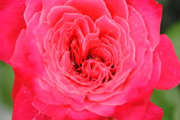 Pequenas gotas de chuva em pétalas vermelhas de rosa.Close-up — Fotografia de Stock