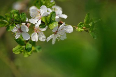 Birçok bahar yeşil yapraklı bir dalda beyaz çiçekler açar.