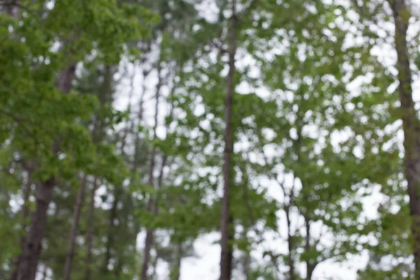 Yeşil bahar bokeh arka plan defocused